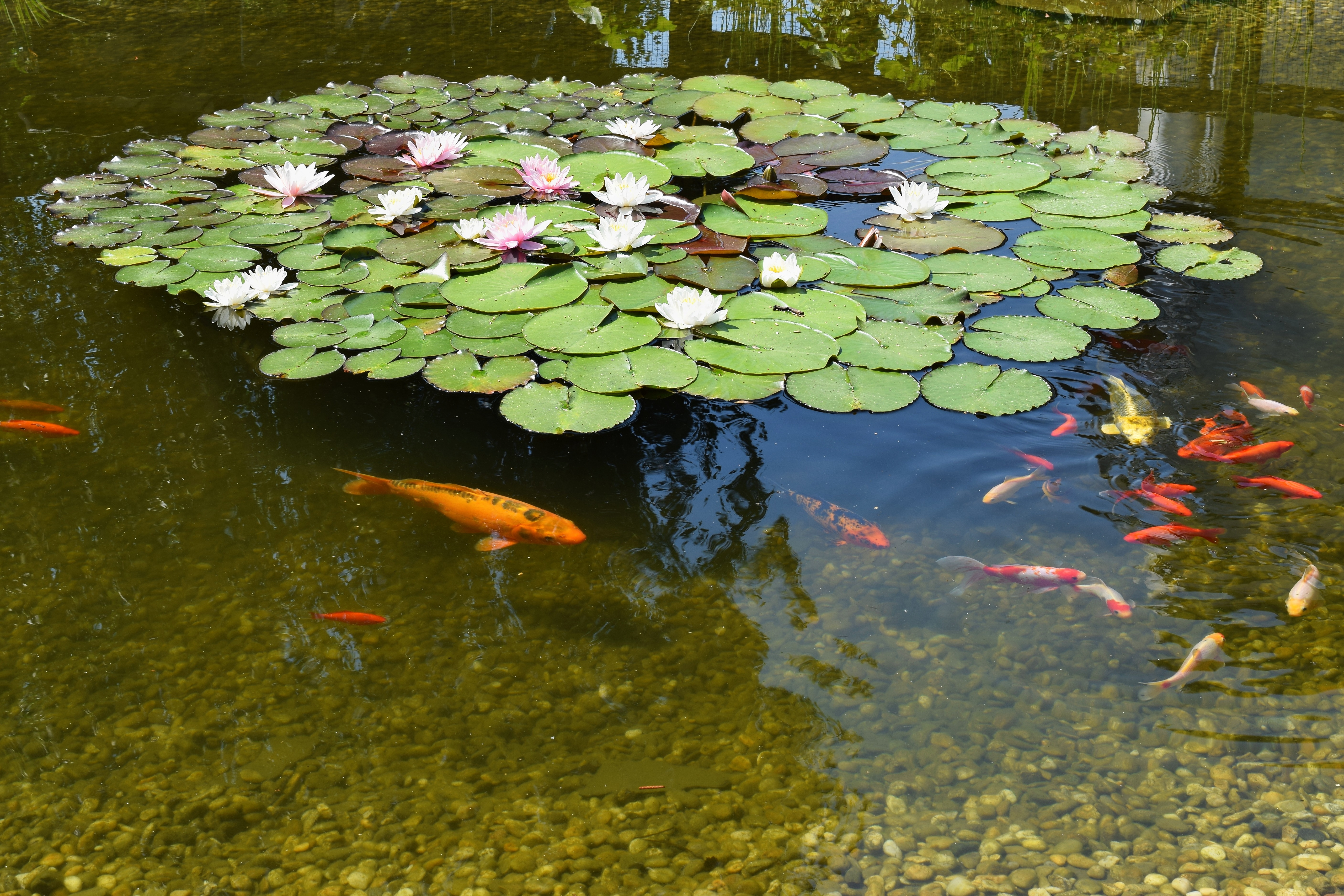 Les carpes KOÏs et poissons rouges. Comment les maintenir en bassin ?